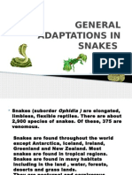 General Adaptations in Snakes