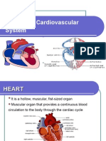 2 Cardiovascular System