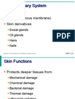 Integumentary System
