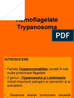 Curs VII Trypanosoma ppt.ppt