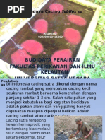 Download Budidaya Cacing Tubifex by Ay Setiadi SN272686676 doc pdf
