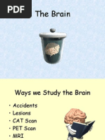 Brain