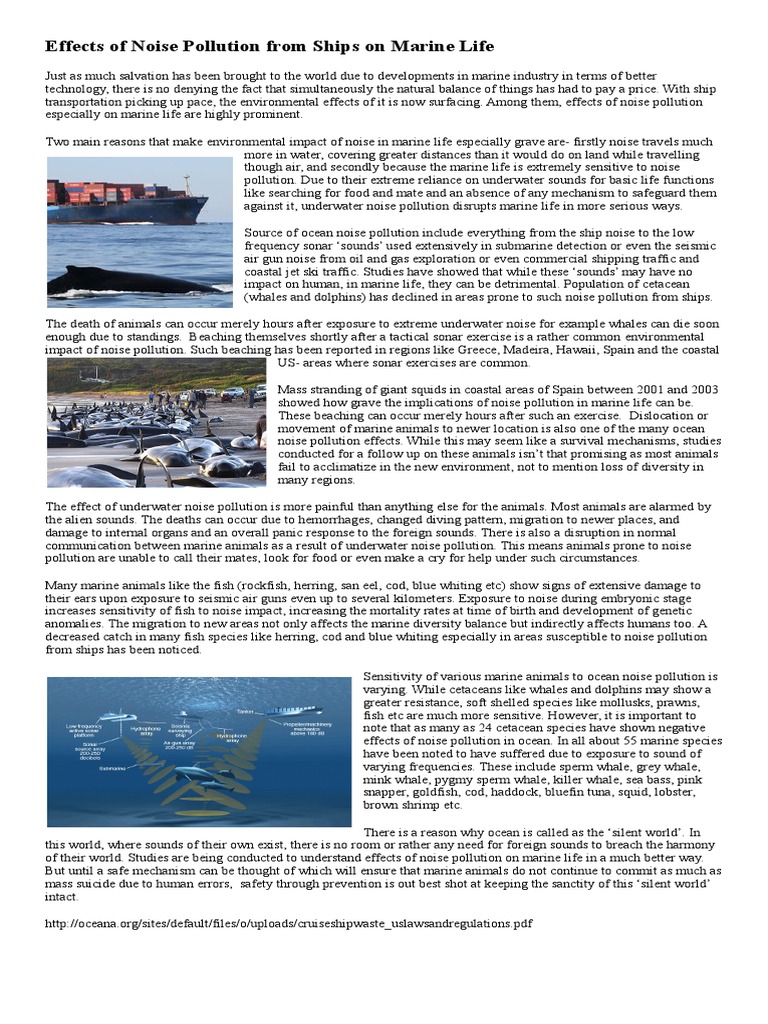 Effects of Noise Pollution From Ships on Marine Life | Cetacea | Whales