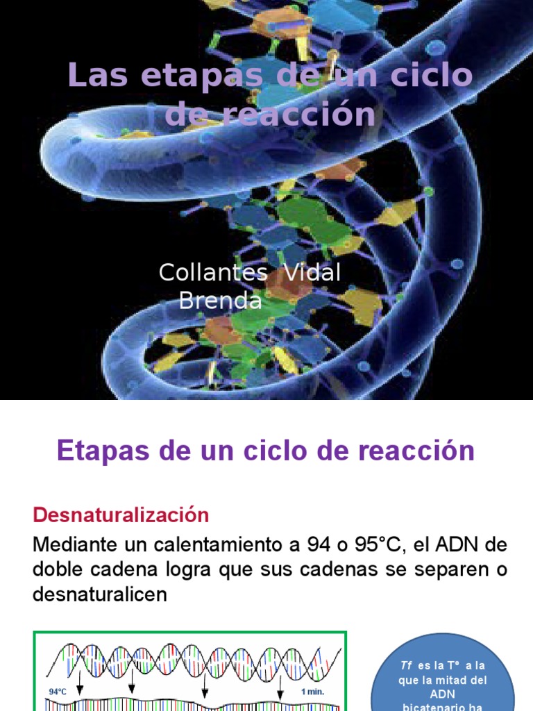 PCR Etapas de Un Ciclo de Reacción | PDF