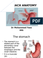 Stomach 100331081026 Phpapp01