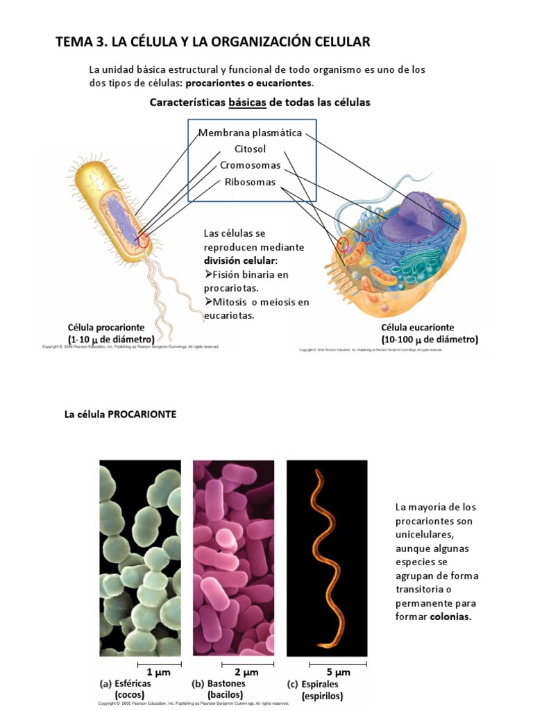 Qual A Diferença Entre Célula Eucarionte E Procarionte