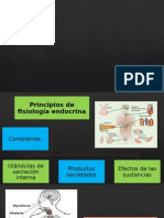 Sistema Endocrino