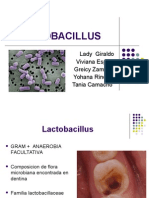 Lactobacillus