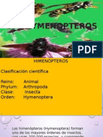 Hymenoptera. Expo