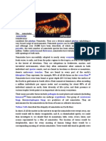 N Ɛ M Ə T Oʊ D Z / Phylum Phylum Species Parasitic Cnidarians Flatworms Digestive Systems