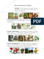 Clases de Plantas Por Su Utilidad