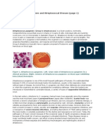 Streptococcus Pyogenes and Streptococcal Disease (Page 1) : © Kenneth Todar, PHD