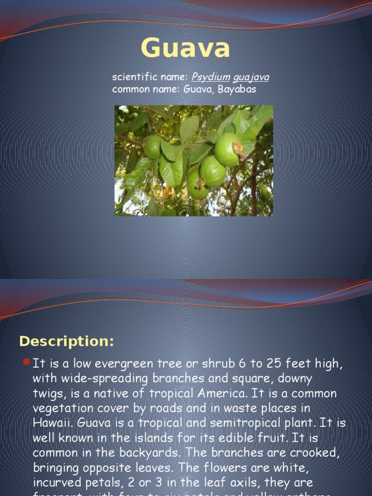 Guava | Dietary Fiber | Nutrition
