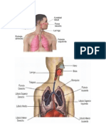 aparato respiratorio