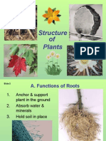 Plant Structure Adaptations and Responses