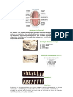 Anatomia Dental