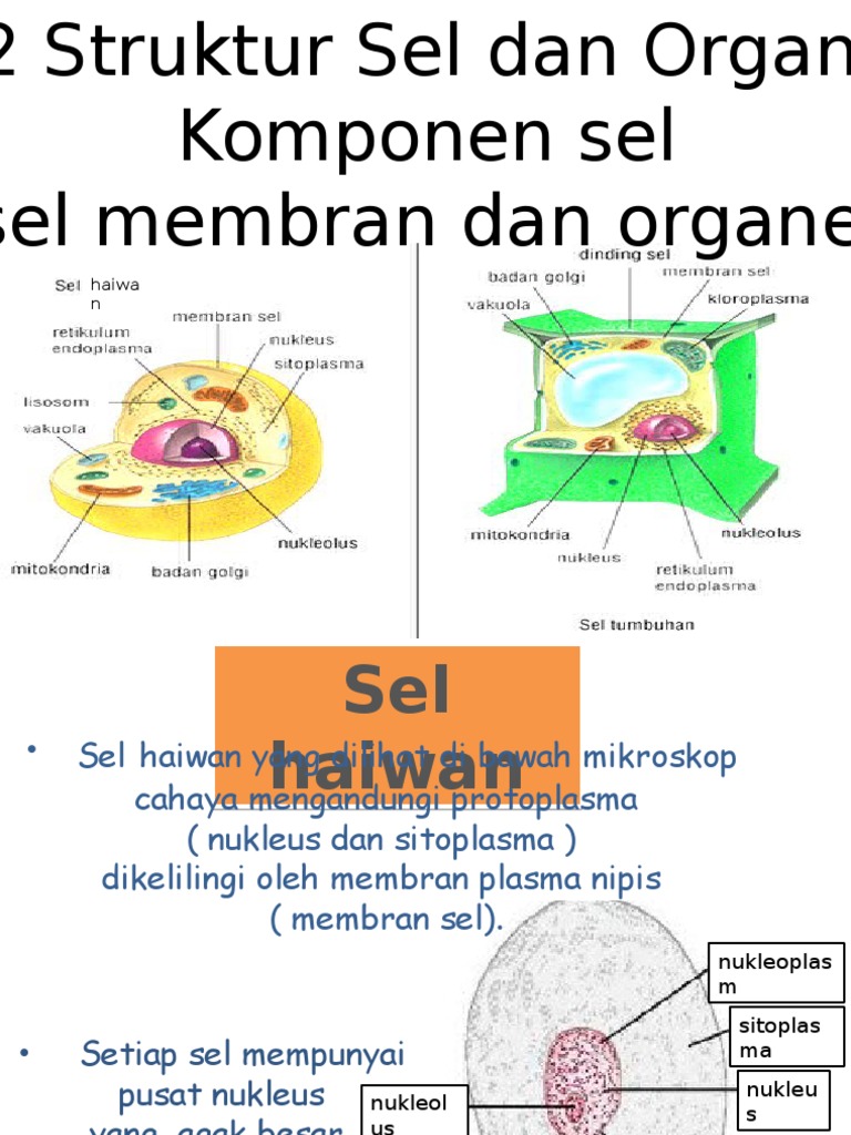 Bio 2.2 Struktur Sel Dan Organel PPISMP | PDF