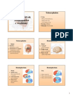 Telencephalon PDF