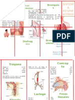 Triptico del sistema respiratorio