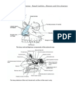 Respiratory Anatomy - Nasal Cavities, Sinuses and Oro-Pharynx