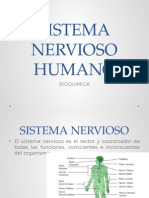 Sistema Nervioso Humano