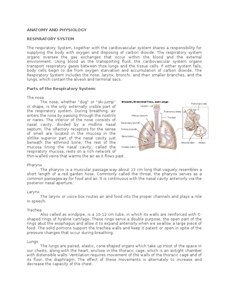 Anatomy and Physiology Respiratory System | PDF | Lung | Respiratory System