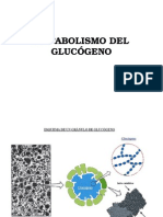 Metabolismo glucógeno: degradación y síntesis