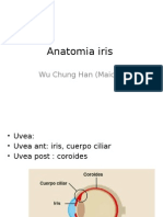 Anatomia Iris