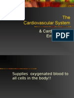 The Cardiovascular System