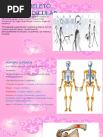Anatomia Esqueleto Apendicular Ib