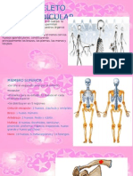Anatomia Esqueleto Apendicular Ib