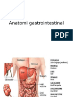 Anatomi Gastrointestinal
