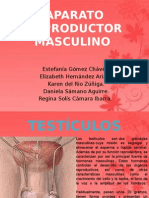 Aparato Reproductor Masculino 