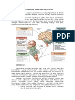 Anatomi Dan Vaskularisasi Otak