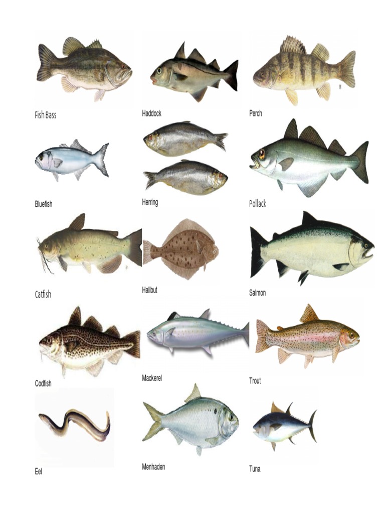 Fish Type | PDF