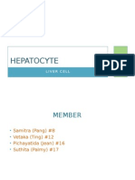 Hepatocytes