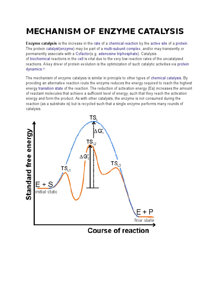 Mechanism of Enzyme Catalysis Madhu Active Site Enzyme