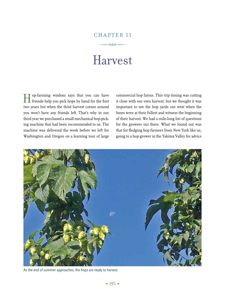 Hand Harvesting Hops: A 1951 Guide | PDF | Hops | Pruning