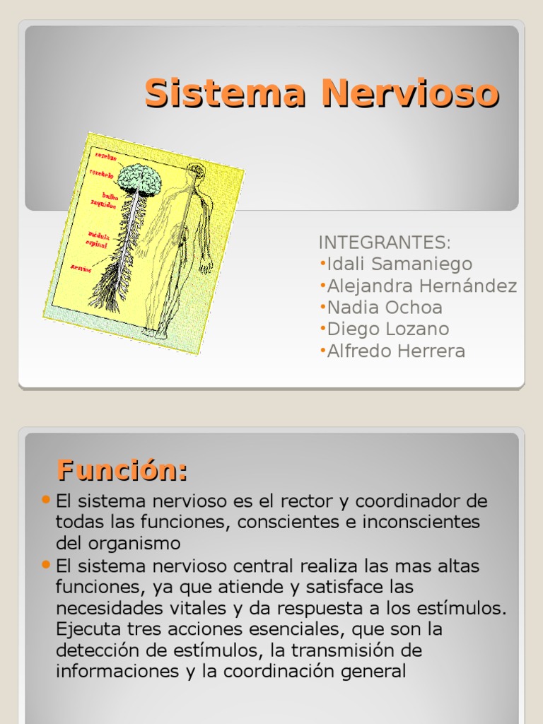 Funciones y Estructura del Sistema Nervioso | PDF | Sinapsis | Sistema ...