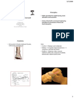 The Anatomy of The Foot and Ankle-HEALTH CONFERENCE