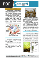 MATERIAL 20130923204016TeoriaGruposVegetais