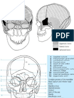 Anatomi Radiologi Diba