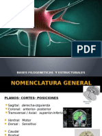 Neuroanatomia