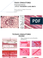 Tejidos conductores: xilema y floema
