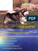 hemoparasitoscaninos-130319212123-phpapp02