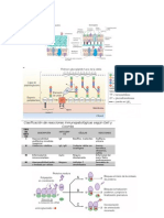 Clasificación de Reacciones Inmunopatológicas Según Gell y Coombs