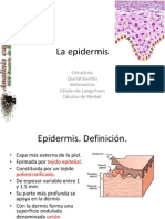 Estructura de la epidermis.