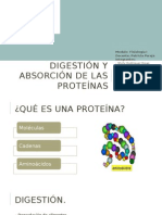 Digestión y Absorción de Las Proteínas MA