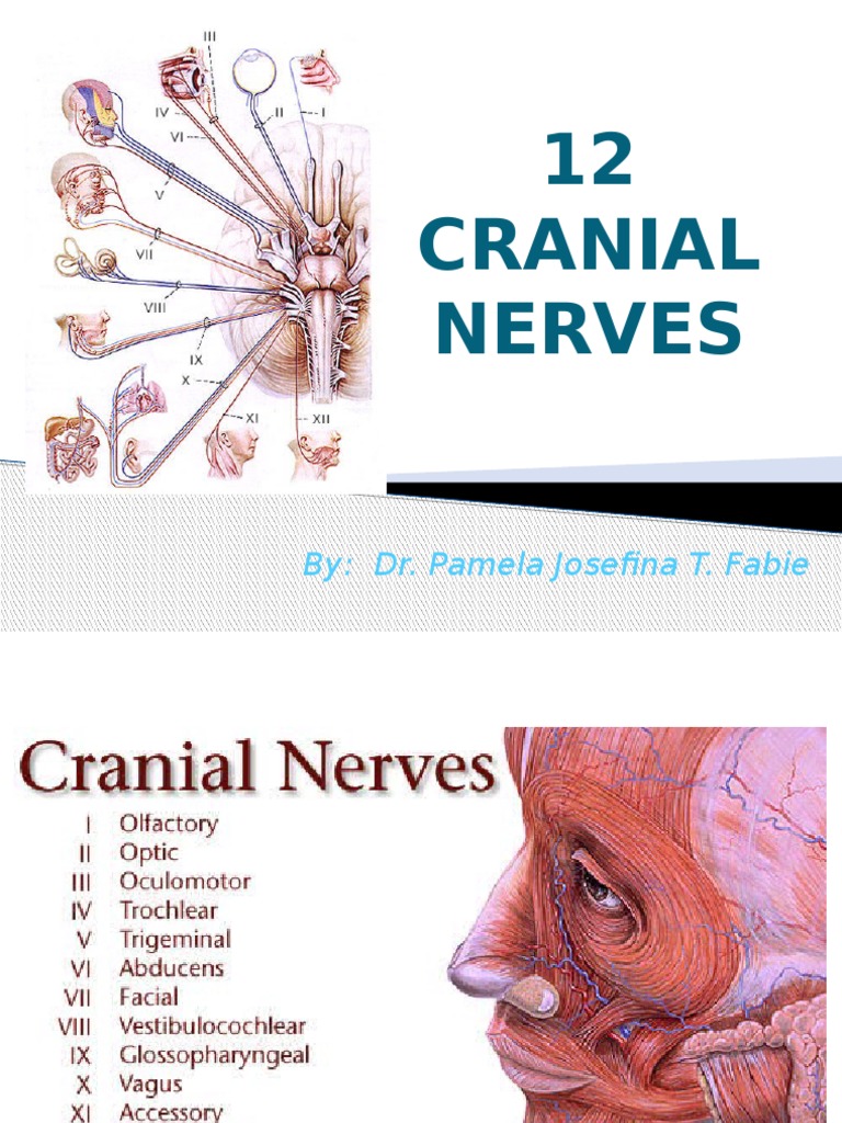12 Cranial Nerves Biology Diagrams