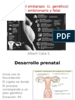 División Del Embarazo (C
